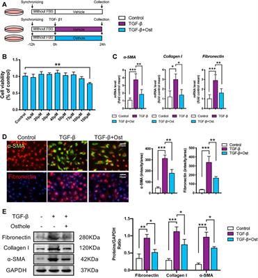 Ameliorative Effects of Osthole on Experimental Renal Fibrosis in vivo and in vitro by Inhibiting IL-11/ERK1/2 Signaling